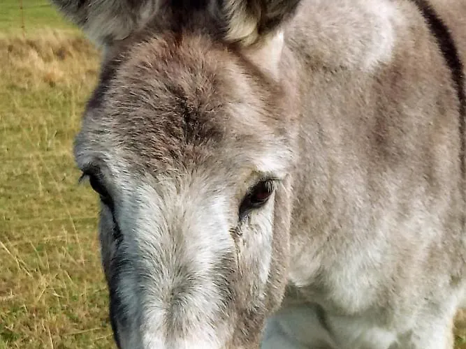 Semesterbostad Haus Loewenzahn *